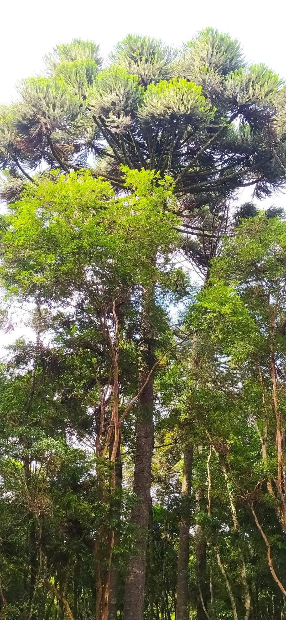 Chacara Rancho Paraiso Piraquara Eksteriør billede