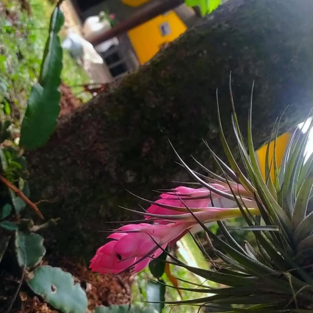 Chacara Rancho Paraiso Piraquara Eksteriør billede