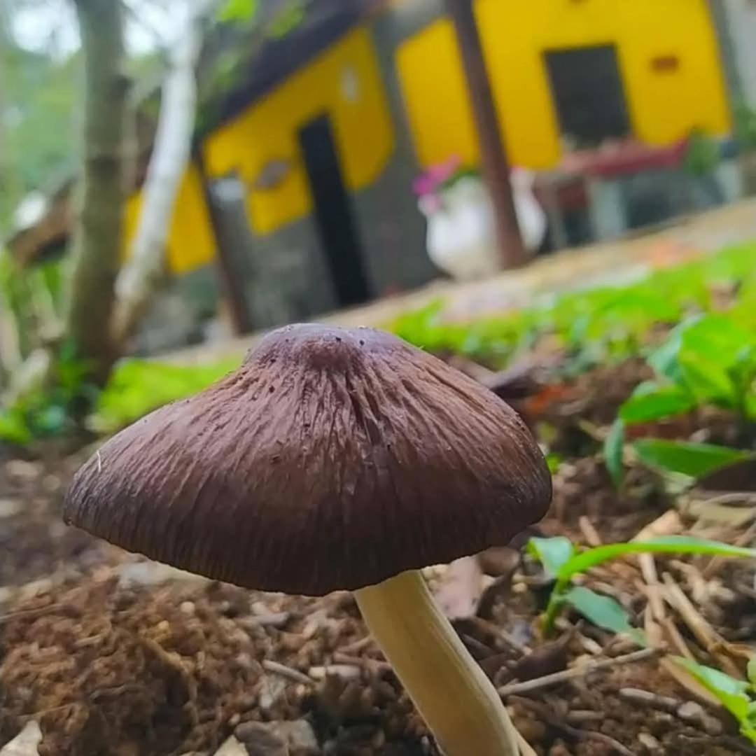 Chacara Rancho Paraiso Piraquara Eksteriør billede