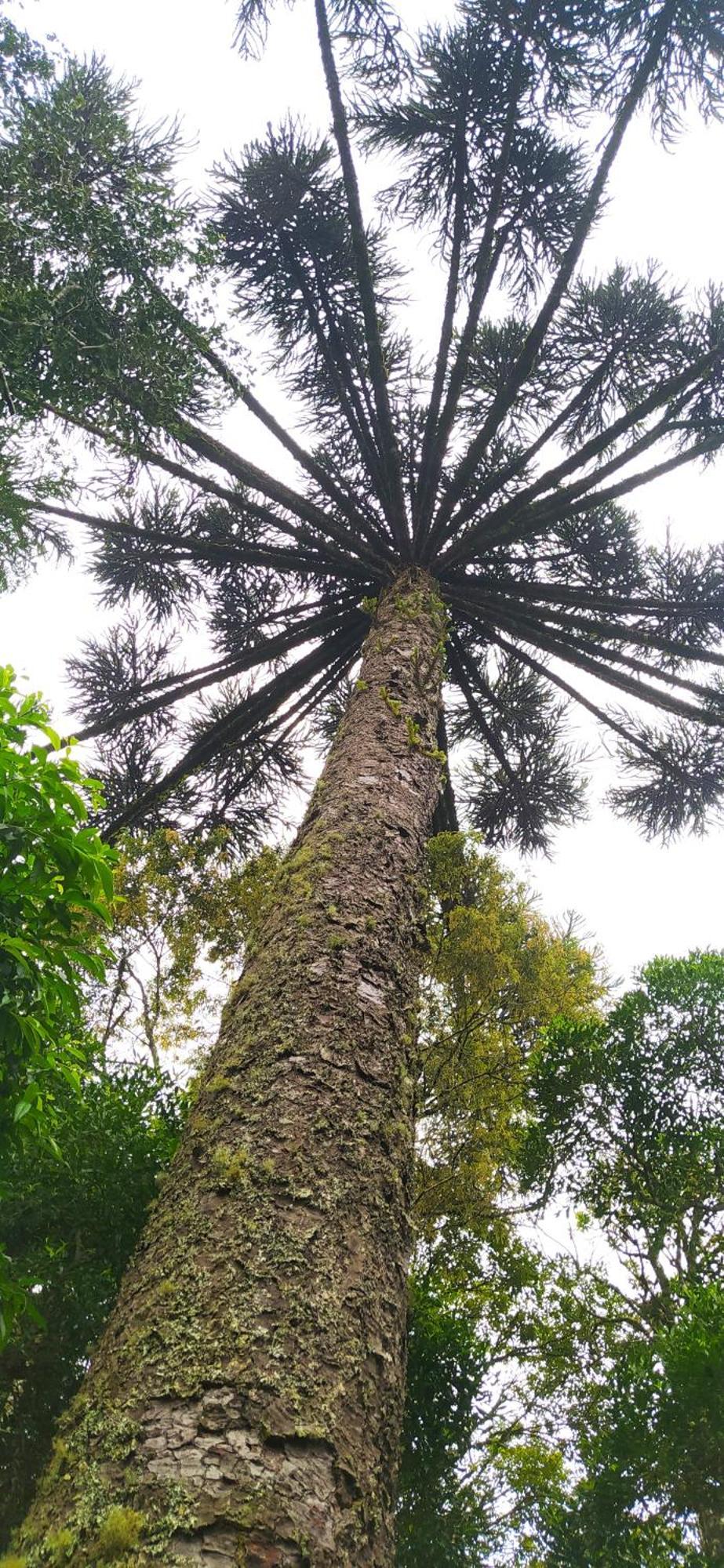 Chacara Rancho Paraiso Piraquara Eksteriør billede